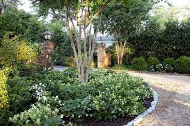 Crepe Myrtle Underplanted With Lenten Rose Heleborus Landscaping Around House Backyard Landscaping Front Yard Landscaping