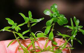 Image result for Callitriche