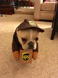 There are 644 french bulldog costume for sale on etsy, and they cost $24.39 on average. 8 Best French Bulldog Halloween Costumes Ideas French Bulldog Halloween Costumes Bulldog Halloween Costumes French Bulldog