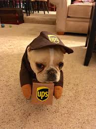 They make excellent family pets and get along with everyone and. But Why Do I Have To Deliver For Ups French Bulldog Puppy In Costume New Aptos Bulldog Halloween Costumes French Bulldog Halloween Costumes Puppy Costume