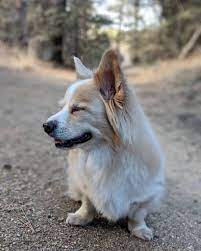 Maybe you would like to learn more about one of these? Fakten Zum Pommerschen Corgi Mix Hunde Zentrale