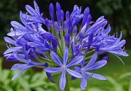 Agapanthus Africanus Flower Purple Flower Pictures Agapanthus Agapanthus Blue