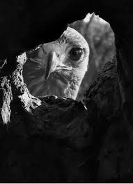 Beautiful Black And White Animal Photography Checkin On The Kids Animals Black And White Animal Photography Pet Birds