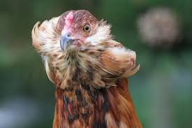 Araucana La Gallina Dalle Uova Blu Informazioni E Caratteristiche