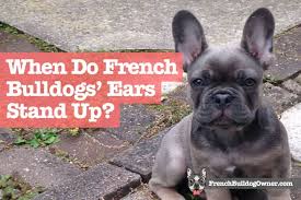 The french bulldog is famous in tinsel town as well; When Do French Bulldogs Ears Stand Up Info On Taping
