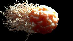Pin On Blood Cells