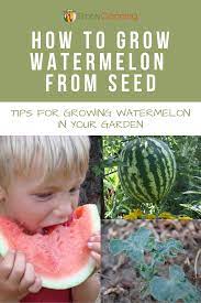 How To Grow Watermelon How To Grow Watermelon Watermelon Watermelon Plant