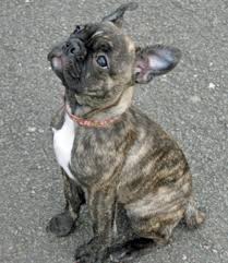 Black And Brown Brindle French Bulldog French Bull Dog And A Boston Terrier Cross Breed Colour Brindle Boston Terrier Pug Bugg Puppies Pug Mix