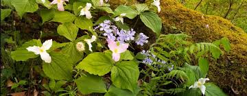 Edge Of The Woods Native Plant Nursery Llc Specializing In Plants Native To Mid Atlantic Ecosystem Garden Edging Plants Plant Nursery