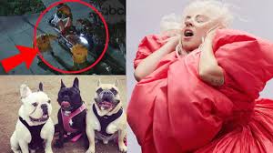 Lady gaga's dog walker was shot, and two of her french bulldogs were stolen, during a robbery on wednesday night a los angeles police department spokesperson confirmed to insider that the dogs were stolen around 9:40 p.m. Lady Gaga S Dog Walker Shot And Her Two Dogs Stolen Oscar Winner Offers Usd 500 000 Reward English Movie News Times Of India