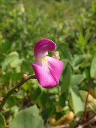 Image result for Canavalia