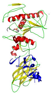 Image result for Lipase