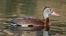 Georgia preach (4.92) apples were no longer the forbidden fruit! Black Bellied Whistling Duck Wikipedia