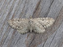 Image result for Eupithecia conterminata