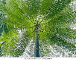 Image result for Schizolobium parahyba