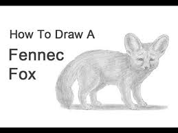 9 How To Draw A Fennec Fox Youtube Fennec Fox Cartoon Fox Drawing Fox Cartoon