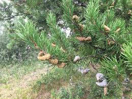 Explore more searches like jack pine forest. Jack Pine Awes Agroforestry And Woodlot Extension Society Of Alberta