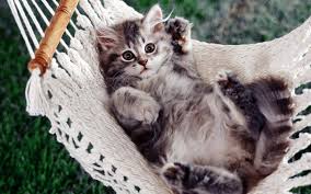 Des Chats En Fond D Ecran Hd Animaux Fonds D Ecran Gratuits Destine Les Chats Gratuits Dessin Site Chat Gratuit Animaux Chat
