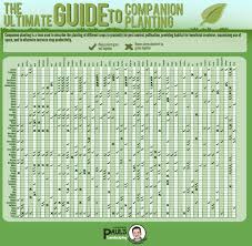 the ultimate guide to companion planting visual ly