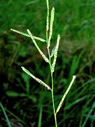Image result for Paspalum scrobiculatum
