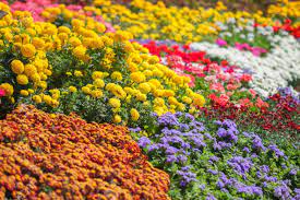 Tons of awesome flower garden backgrounds to download for free. Colorful Flowers In The Garden Flower Garden Background Stock Photo Picture And Royalty Free Image Image 26117482