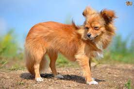 They have all the spunk and energy of short haired chihuahuas, and they come with extra fluff. 15 Grooming Tips For Long Haired Chihuahua Puppies