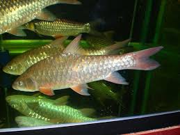 Untuk senarai harga telefon terkini tahun 2019 sila layari link ini! Resepi Sup Ikan Merah Chinese Style Enak Dan Mudah Resepi Pemakanan