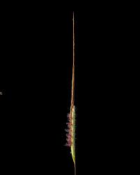 Image result for Heteropogon