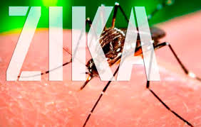 Resultado de imagem para Estudo indica que zika pode provocar infertilidade em homens