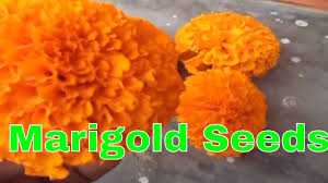 How to collect seeds from sunflower and marigold | seed harvesting (urdu/hindi). à¤— à¤¦ à¤• à¤¬ à¤œ à¤• à¤¸ à¤à¤•à¤¤ à¤° à¤¤ à¤•à¤° How To Collect Marigold Seeds Mammal Bonsai Youtube
