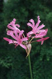 Guersney Lily Flower House Best Flower Wallpaper