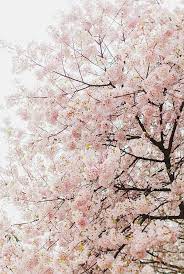 Pin On Trees