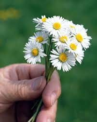 Pin On Daisy Flower