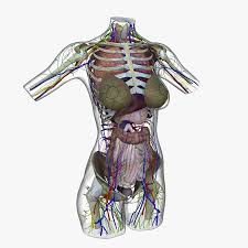 Female chest anatomy diagram female human anatomy | human. Female Torso Anatomy 3d Model 249 Ma Fbx Obj Free3d