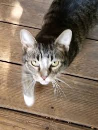 If you see a kitty online that you are. Cat For Adoption Willow A Tabby Domestic Short Hair Mix In Morganton Nc Petfinder