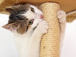 When we see our cats doing anything compulsively we naturally assume that this is a problem associated with the most common cause of cats that are pulling their hair out is the itch that occurs in those that have an allergy to flea saliva. How To Choose A Scratching Post For Your Cat Petfinder