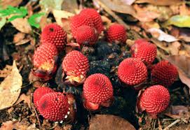 Image result for Balanophoraceae