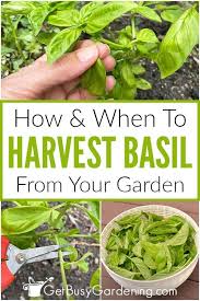 Check spelling or type a new query. How When To Harvest Basil Leaves In 2021 Harvest Basil When To Harvest Basil Harvesting Basil