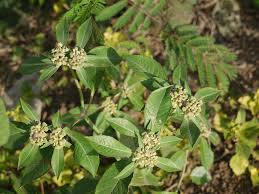 Image result for Euphorbia heterophylla