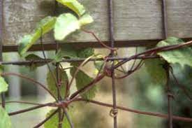 Check spelling or type a new query. Methods Of Attachment Vines Climbers Twiners U Of I Extension