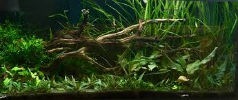 Blog cryptocoryne криптокорина basia's cryptocoryne bh cryptocoryne lagenandra лагенандра russiacryptocoryne. Cryptocoryne Melt Florida Aquatic Nurseries