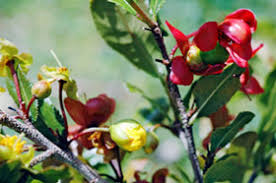 Image result for Ochna richardsiae