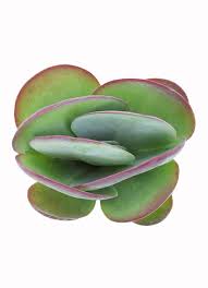 Image result for Kalanchoe glaucescens