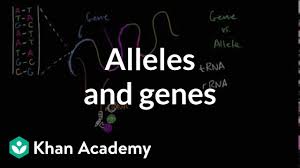 This book will help in setting priorities. Alleles And Genes Youtube