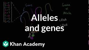 These genes—which are copied and passed on to every cell in the body—define how each cell will behave in its social interactions with its sisters and cousins, thus controlling the structures that the cells can create, a regulatory feat we return to in chapter 8. Alleles And Genes Youtube