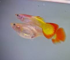 Guppies Produktkategorien Aquarienfische Zum Verkauf Aquarienfische Guppies Produktkategorien Verkauf Zum Lepistes Akvaryumlar Balik