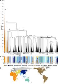 The trouble is that dna test results are primarily based on the dna database of previous users. Human Y Chromosome Dna Haplogroup Wikipedia