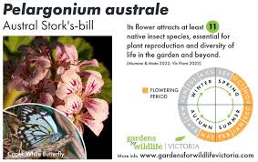 Image result for Wahlenbergia paludicola