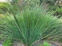 Image result for Ficinia