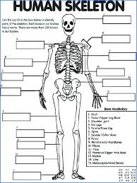 Bone Labeling Diagram Catalogue Of Schemas